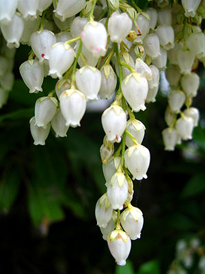 Spring Flowers, Portland, OR, April 2007