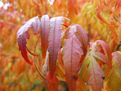 Sumac Leaves, Autumn