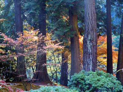 Trees, Portland Japanese Gardens