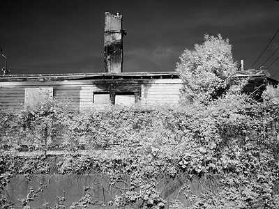 Abandoned House, Ivy