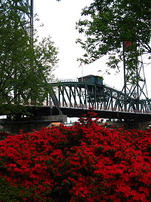 Azaleas, Hawthorne Bridge