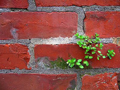 Brick & Plant, Portland, Oregon, March 2007