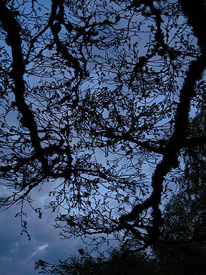 Budding Tree