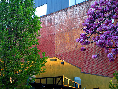 Buildings, Magnolia Tree