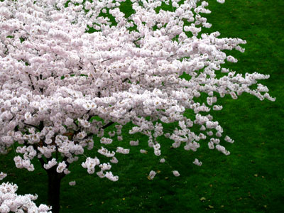 Cherry Tree, Grass