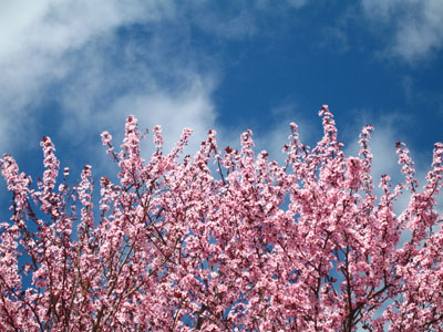 Cherry Tree, Sky 2