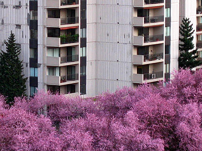 Cherry Trees and American Plaza Condos