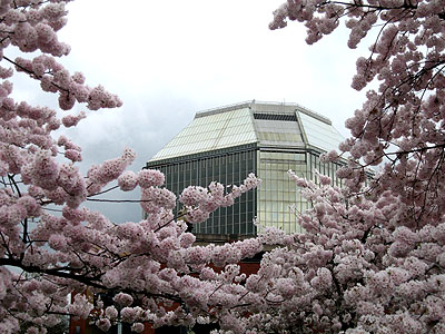 Cherry Trees, Glass Building