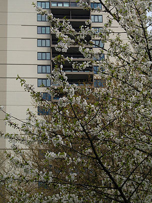 Cherry Trees, Harrison Tower, Portland, Oregon, April 2007