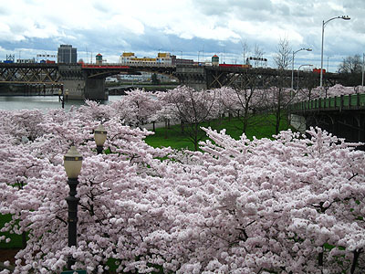 Cherry Trees, Japanese American Historical Plaza