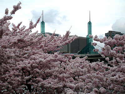 Cherry Trees, Portland Convention Center