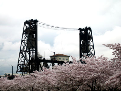 Cherry Trees, Steel Bridge