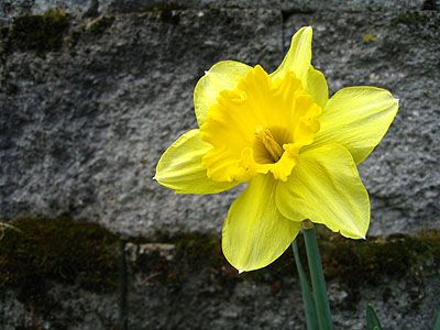 Daffodil Against Stone Wall, Portland, Oregon, March 2007
