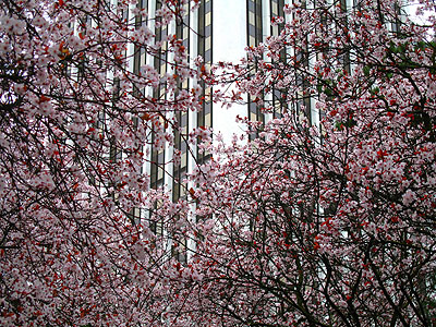 Dogwoods & Wells Fargo Tower