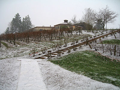 Elk Cove Vineyards, Snow 2
