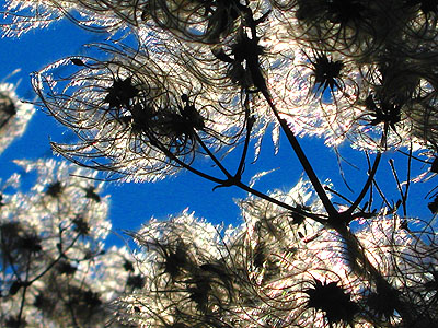 Flowers of some sort