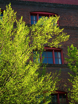 Green Tree, Brick Wall