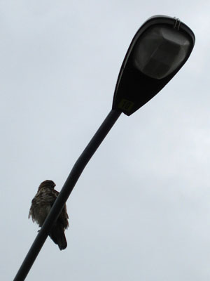 Hawk on Lamp Post