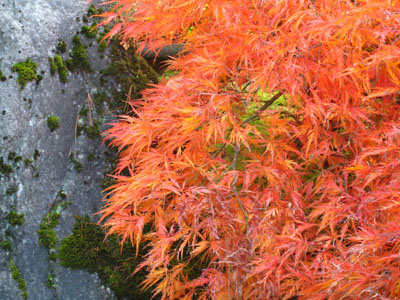 Japanese Maple, Lichen