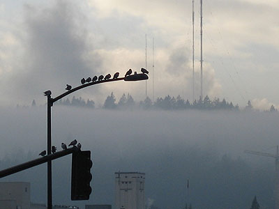 Lamp Post, West Hills in Fog
