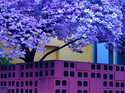 Magnolia, Brick Wall, Yellow Building, Portland, Oregon, April 2007