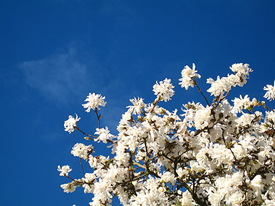 Magnolia Tree, Sky 1