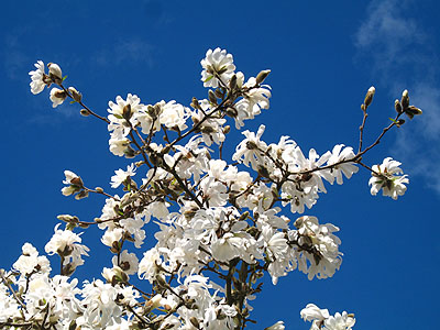 Magnolia Tree, Sky 2