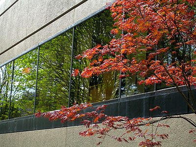 Office Building, Spring Trees