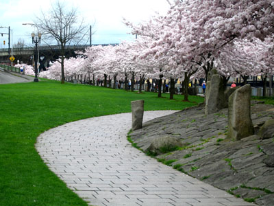 Path, Cherry Trees