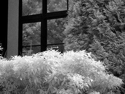 Pearl District Townhouse & Hedges