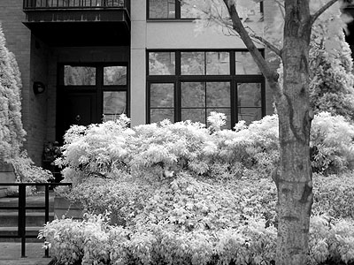 Pearl District Townhouses & Plantings