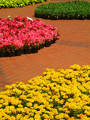 Portland Flower Festival 1