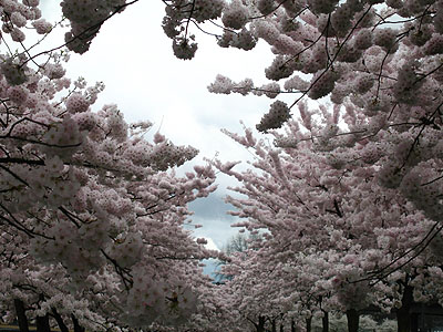 Row of Cherry Trees 1