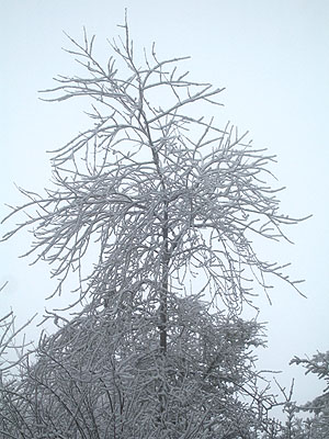 Snowy Tree 2