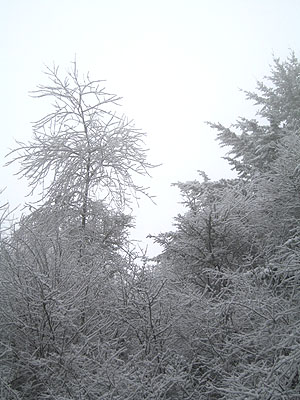 Snowy Trees 2