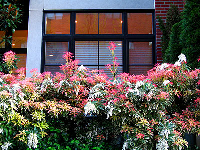 Spring Blooms, Townhouse