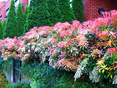Spring Blooms, Townhouses 2