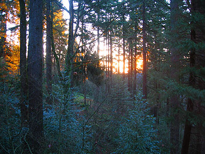 Sunrise, Forest