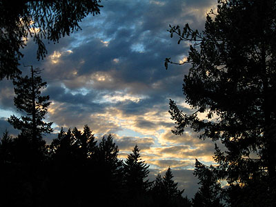 Sunset & Trees 1