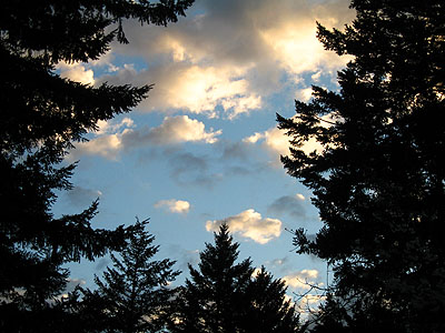 Sunset & Trees 2