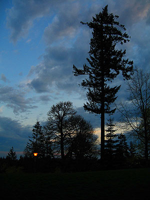 Sunset, Trees & Lantern