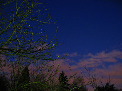 Sunset & Trees