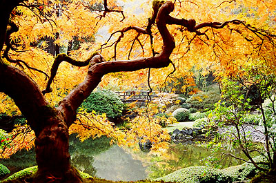 The Famous Japanese Maple