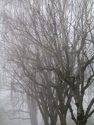 Trees in Fog