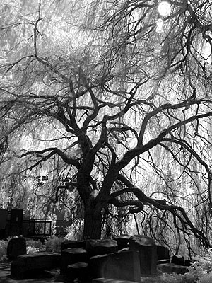 Weeping Willows