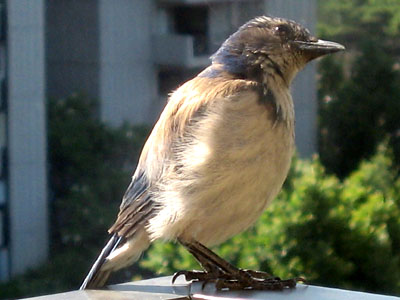 Young Bluebird Perched on Balcony