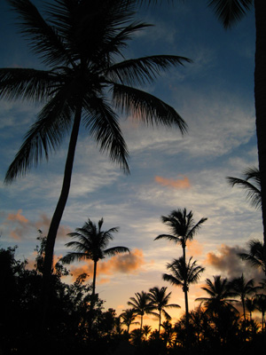Palm Trees at Sunset, Punta Cana, Dominican Republic, August 2006