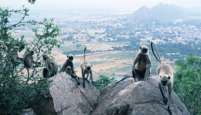Monkey  Trail