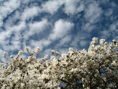 Dogwood and Clouds
