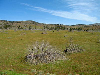 Dead Trees, High Desert